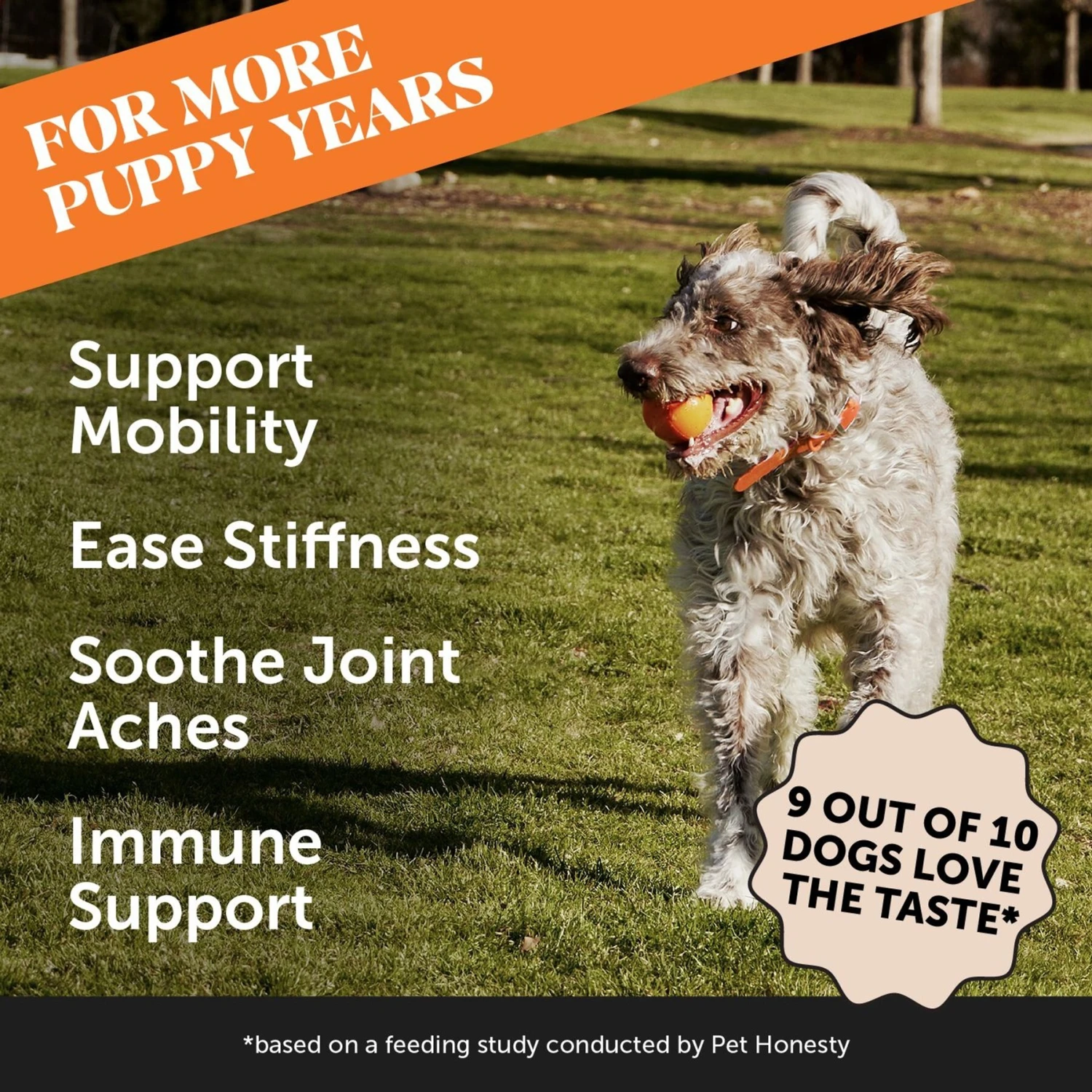 PetHonesty Hip + Joint Health Turmeric Pumpkin & Coconut Flavored Soft Chews Joint Supplement For Dogs 2 PetHonesty Hip + Joint Health Turmeric Pumpkin & Coconut Flavored Soft Chews Joint Supplement For Dogs - Image 2