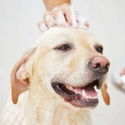 Pawstruck Aloe & Oatmeal Dog & Cat Shampoo, 16-oz Bottle 5 Pawstruck Aloe & Oatmeal Dog & Cat Shampoo, 16-oz Bottle -Pet Wellness 217507 PT2. AC SS1800 V1580828632