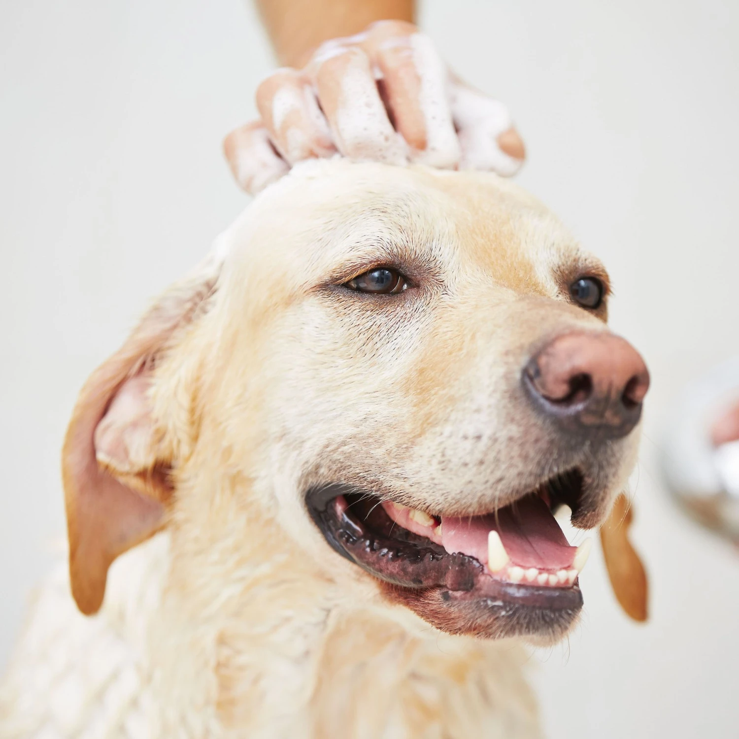 Pawstruck Aloe & Oatmeal Dog & Cat Shampoo, 16-oz Bottle 3 Pawstruck Aloe & Oatmeal Dog & Cat Shampoo, 16-oz Bottle - Image 3