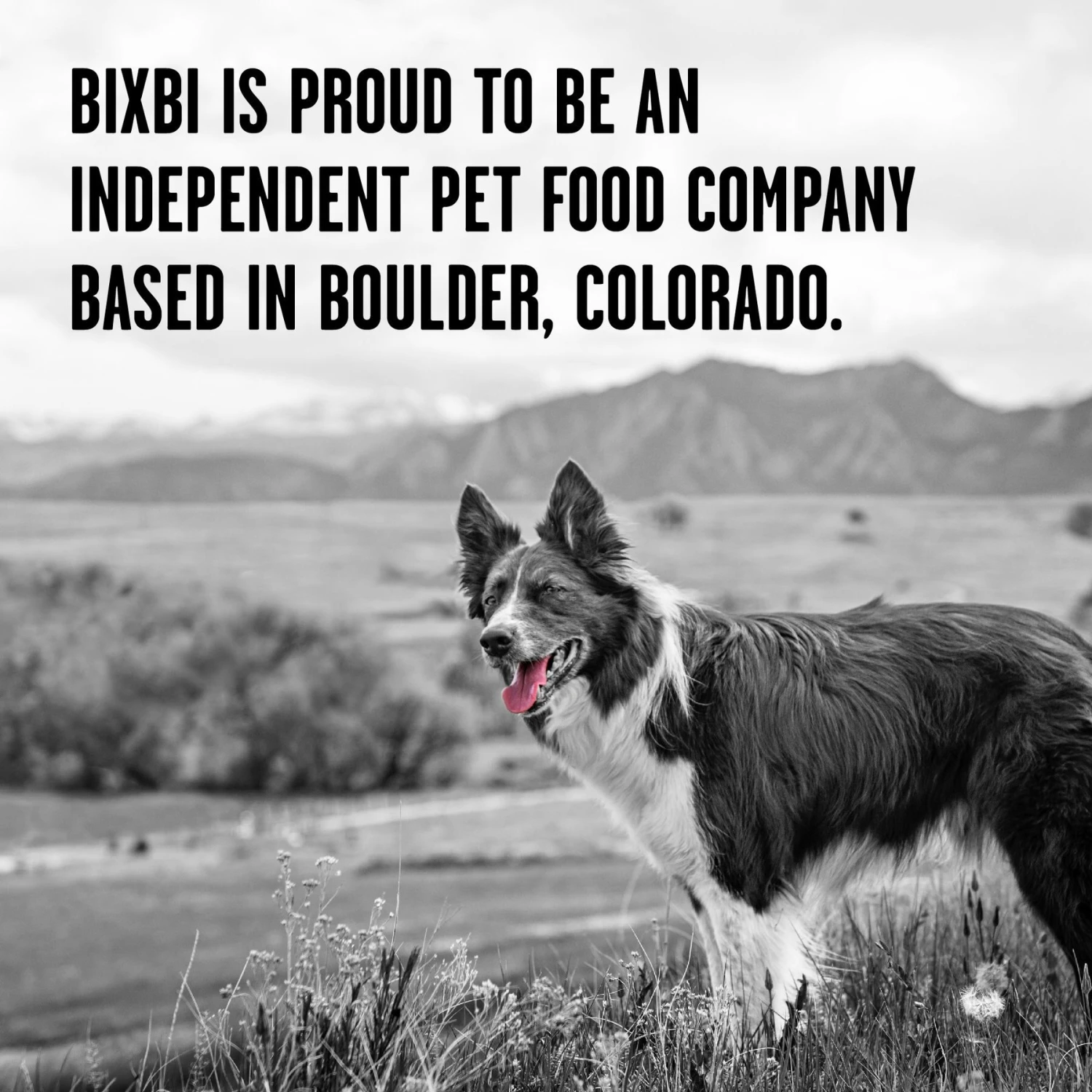 BIXBI Rawbble Duck Recipe Grain-Free Freeze-Dried Dog Food 8 BIXBI Rawbble Duck Recipe Grain-Free Freeze-Dried Dog Food - Image 8