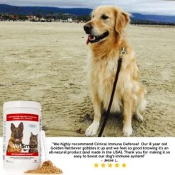 VetSmart Formulas Critical Immune Defense Mushroom & Turmeric Compound Dog & Cat Supplement, 6.3-oz Bottle -Pet Wellness 221393 PT8. AC SS1800 V1657656300