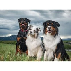 BIXBI RAWBBLE Fresh Duck Recipe Limited Ingredient Grain-Free Dry Dog Food 12 BIXBI RAWBBLE Fresh Duck Recipe Limited Ingredient Grain-Free Dry Dog Food -Pet Wellness 228743 PT6. AC SS1800 V1607043126