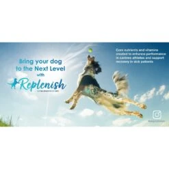 Replenish Dog Water Recovery All-Natural Dog Powder Supplement 14 Replenish Dog Water Recovery All-Natural Dog Powder Supplement -Pet Wellness 235148 PT5. AC SS1800 V1590511352