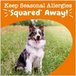 Zesty Paws Lil' Zesties Aller-Immune Squares Turkey Flavored Soft Chews Allergy & Immune Supplement For Dogs -Pet Wellness 249397 PT3. AC SS1800 V1696961128