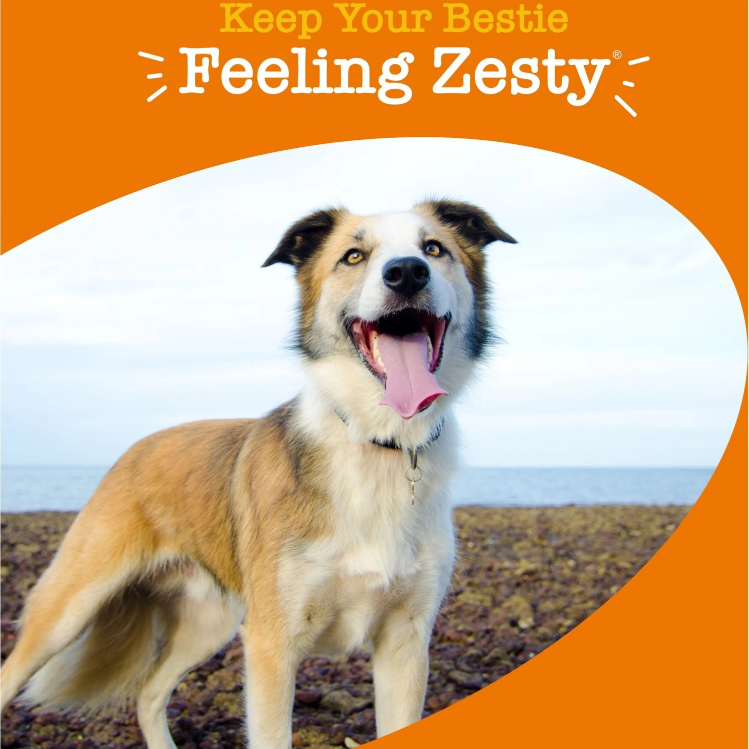 Zesty Paws Ancient Elements 8-in-1 Bites Bison Flavored Soft Chews Multivitamin For Dogs 4 Zesty Paws Ancient Elements 8-in-1 Bites Bison Flavored Soft Chews Multivitamin For Dogs - Image 4