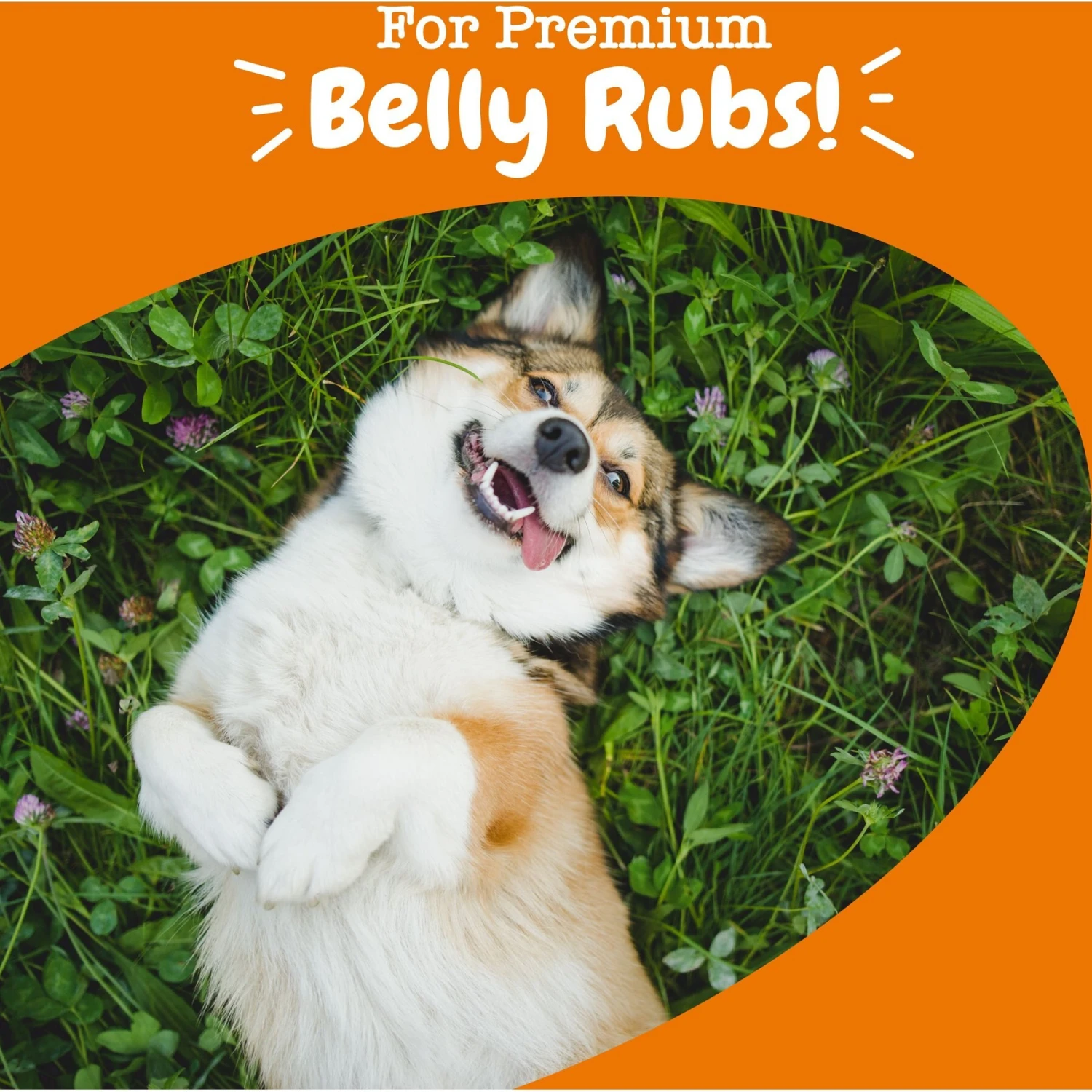 Zesty Paws Ancient Elements Probiotic Bites Bison Flavored Soft Chews Digestive Supplement For Dogs 4 Zesty Paws Ancient Elements Probiotic Bites Bison Flavored Soft Chews Digestive Supplement For Dogs - Image 4