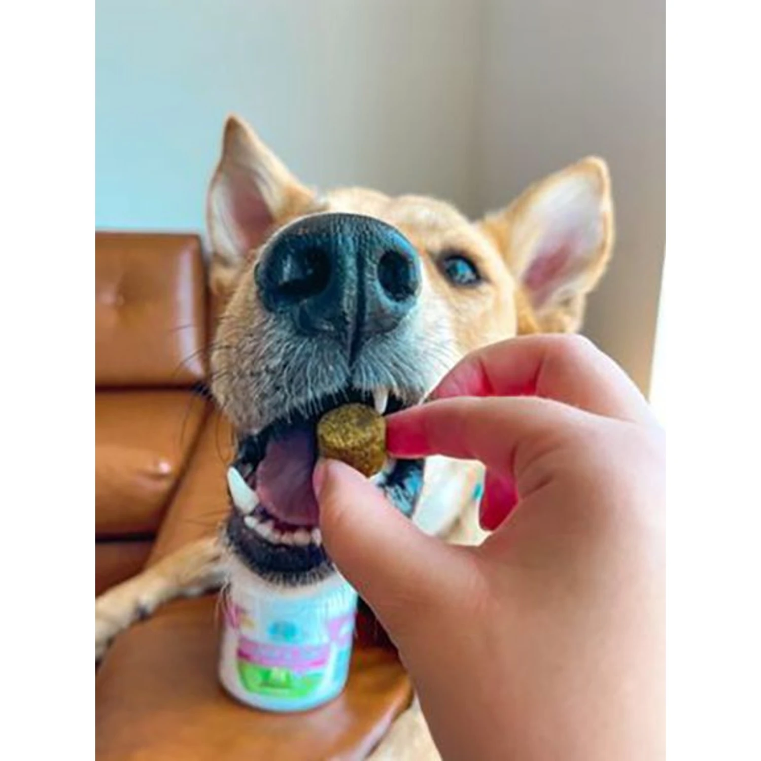 Four Paws Healthy Promise Advanced Formula Soft Chews Hip & Joint Dog Supplement 2 Four Paws Healthy Promise Advanced Formula Soft Chews Hip & Joint Dog Supplement - Image 2