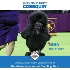 Nutramax Cosequin Minis Maximum Strength Soft Chews Joint Health Supplement -Pet Wellness 253502 PT5. AC SS1800 V1624600365