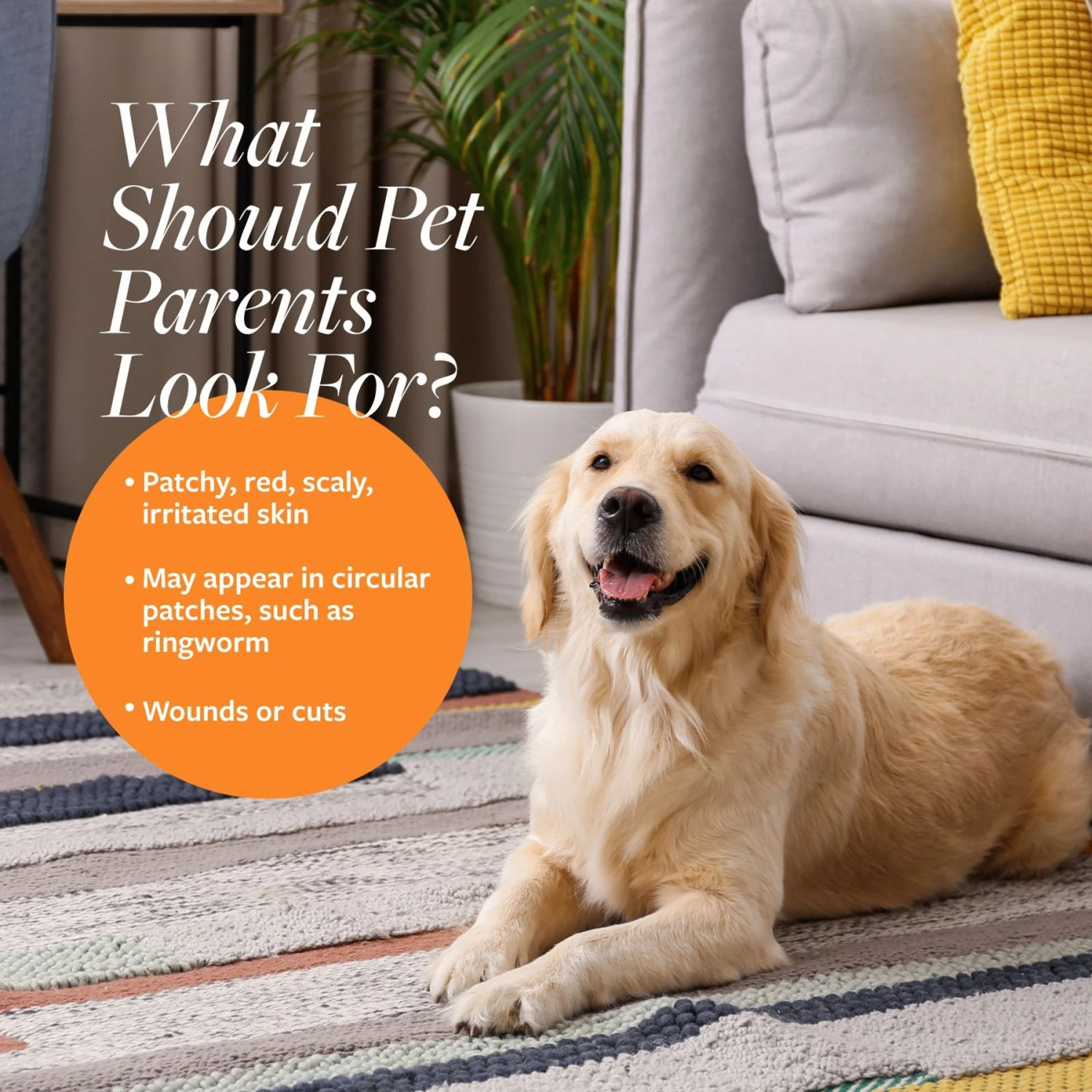 Veterinary Formula Clinical Care Antiseptic & Antifungal Spray & Veterinary Formula Clinical Care Antiseptic & Antifungal Shampoo 5 Veterinary Formula Clinical Care Antiseptic & Antifungal Spray & Veterinary Formula Clinical Care Antiseptic & Antifungal Shampoo - Image 5