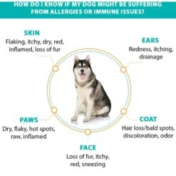 RestoraPet Allergy, Itch & Immune Support Soft Chews Dog Supplement, 60 Count 11 RestoraPet Allergy, Itch & Immune Support Soft Chews Dog Supplement, 60 Count -Pet Wellness 259498 PT4. AC SS1800 V1606179416