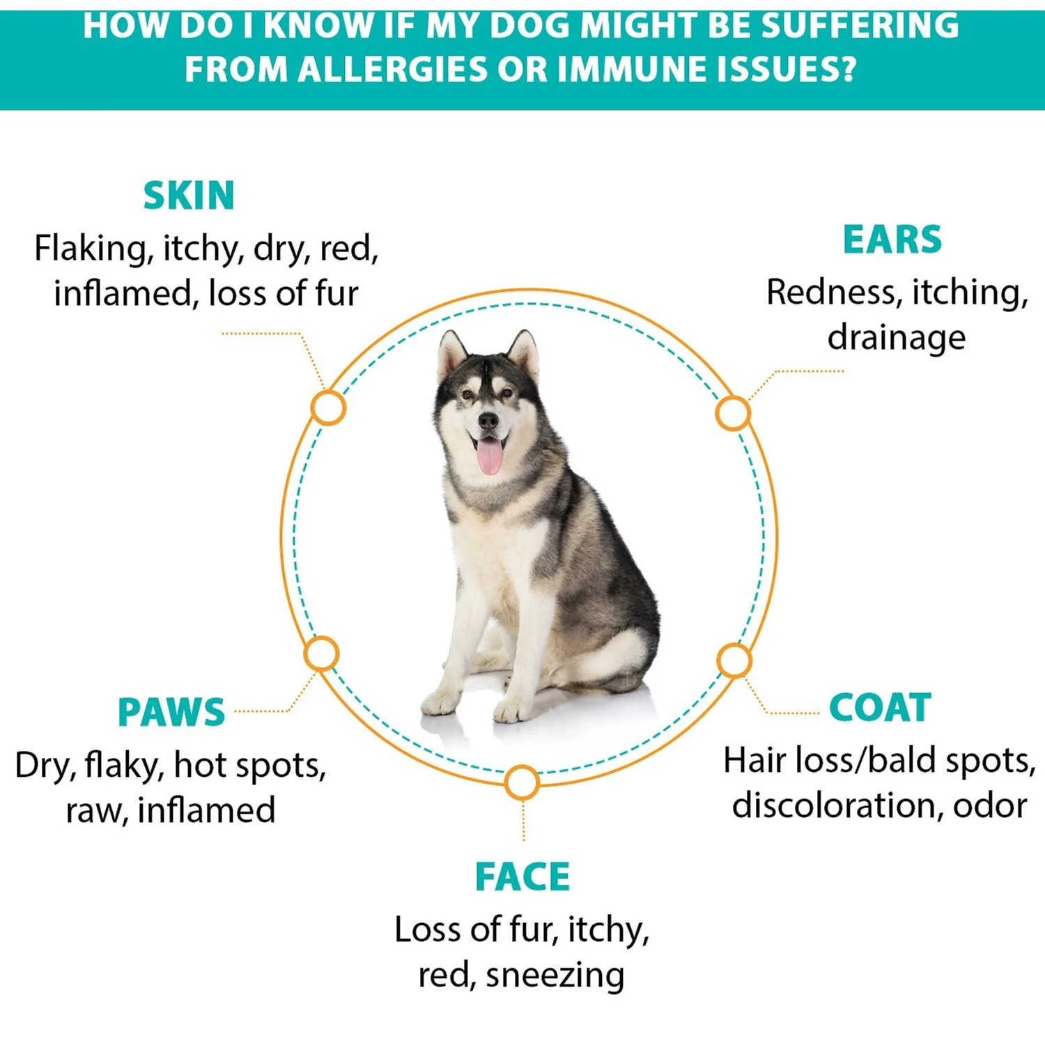 RestoraPet Allergy, Itch & Immune Support Soft Chews Dog Supplement, 60 Count 5 RestoraPet Allergy, Itch & Immune Support Soft Chews Dog Supplement, 60 Count - Image 5