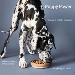 Now Fresh Grain-Free Large Breed Puppy Recipe Dry Dog Food -Pet Wellness 261229 PT2. AC SS1800 V1637792342