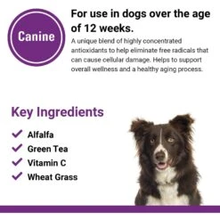 VetClassics Antioxidants With Coenzyme Q-10 Chewable Tablets Dog Supplement, 120 Count 14 VetClassics Antioxidants With Coenzyme Q-10 Chewable Tablets Dog Supplement, 120 Count -Pet Wellness 262804 PT6. AC SS1800 V1614352889