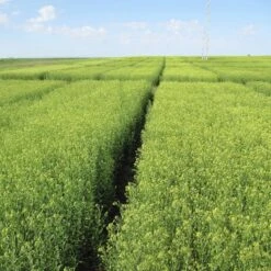 NatrixOne Omega 3 Anti-Inflammatory Dog Supplement -Pet Wellness 263415 PT5. AC SS1800 V1616682398