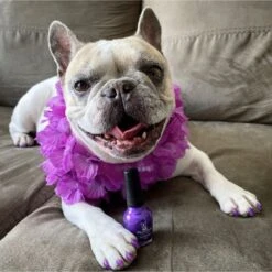 Warren London Variety Pack Dog Nail Polish, 0.50-oz Bottle, 6 Count -Pet Wellness 263438 PT4. AC SS1800 V1671202198