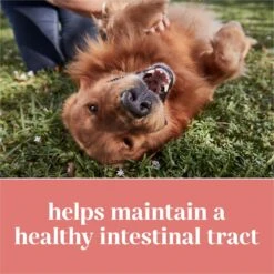 EverRoot By Purina Digestion + Pumpkin Chewable Tablets Dog Supplement, 60 Count -Pet Wellness 263475 PT3. AC SS1800 V1700160290