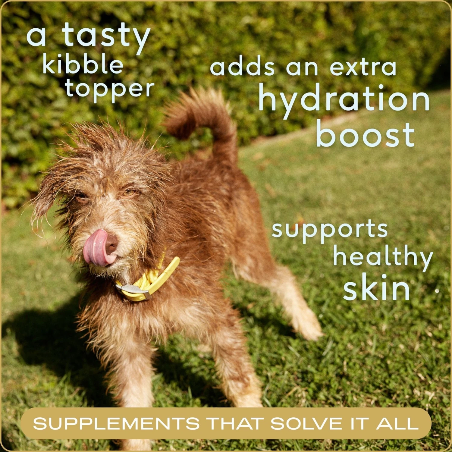 Native Pet Organic Chicken Bone Broth Powder Dog & Cat Food Topper 3 Native Pet Organic Chicken Bone Broth Powder Dog & Cat Food Topper - Image 3