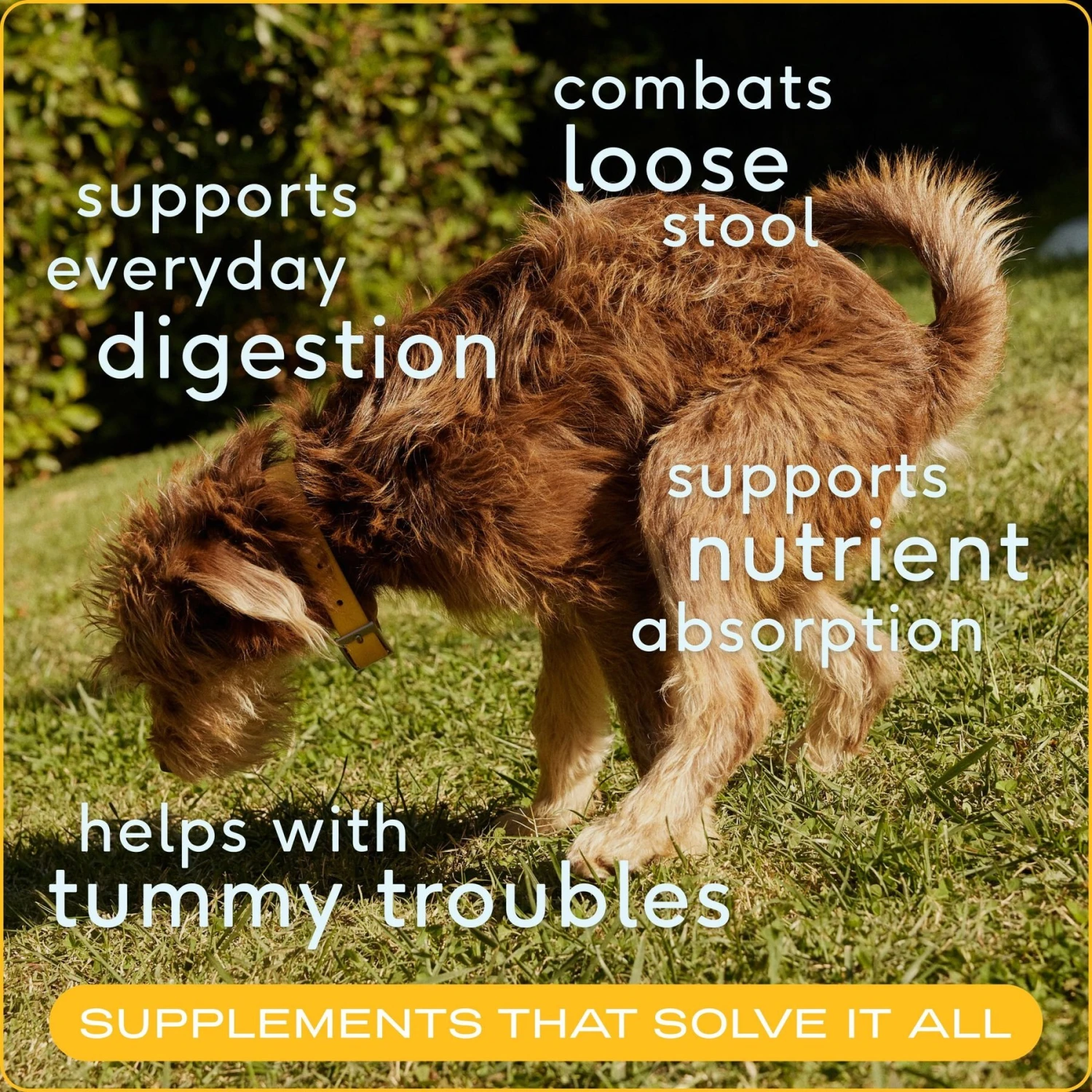 Native Pet Organic Pumpkin Fiber Powder Dog Supplement 3 Native Pet Organic Pumpkin Fiber Powder Dog Supplement - Image 3
