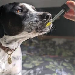 Hemp Well Hemp Thrive Liquid Cat & Dog Supplement 12 Hemp Well Hemp Thrive Liquid Cat & Dog Supplement -Pet Wellness 266510 PT3. AC SS1800 V1700689850