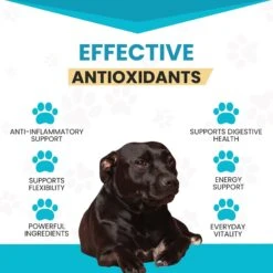 Wanderfound Pets 10-In-1 Multi-vitamin + Glucosamine Liver Flavor Dog Supplement -Pet Wellness 271474 PT3. AC SS1800 V1636476993