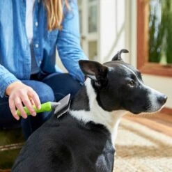 Frisco Soft Slicker Dog Brush, One Size & Frisco Deshedding Dog & Cat Brush 10 Frisco Soft Slicker Dog Brush, One Size & Frisco Deshedding Dog & Cat Brush -Pet Wellness 276229 PT3. AC SS1800 V1616194590