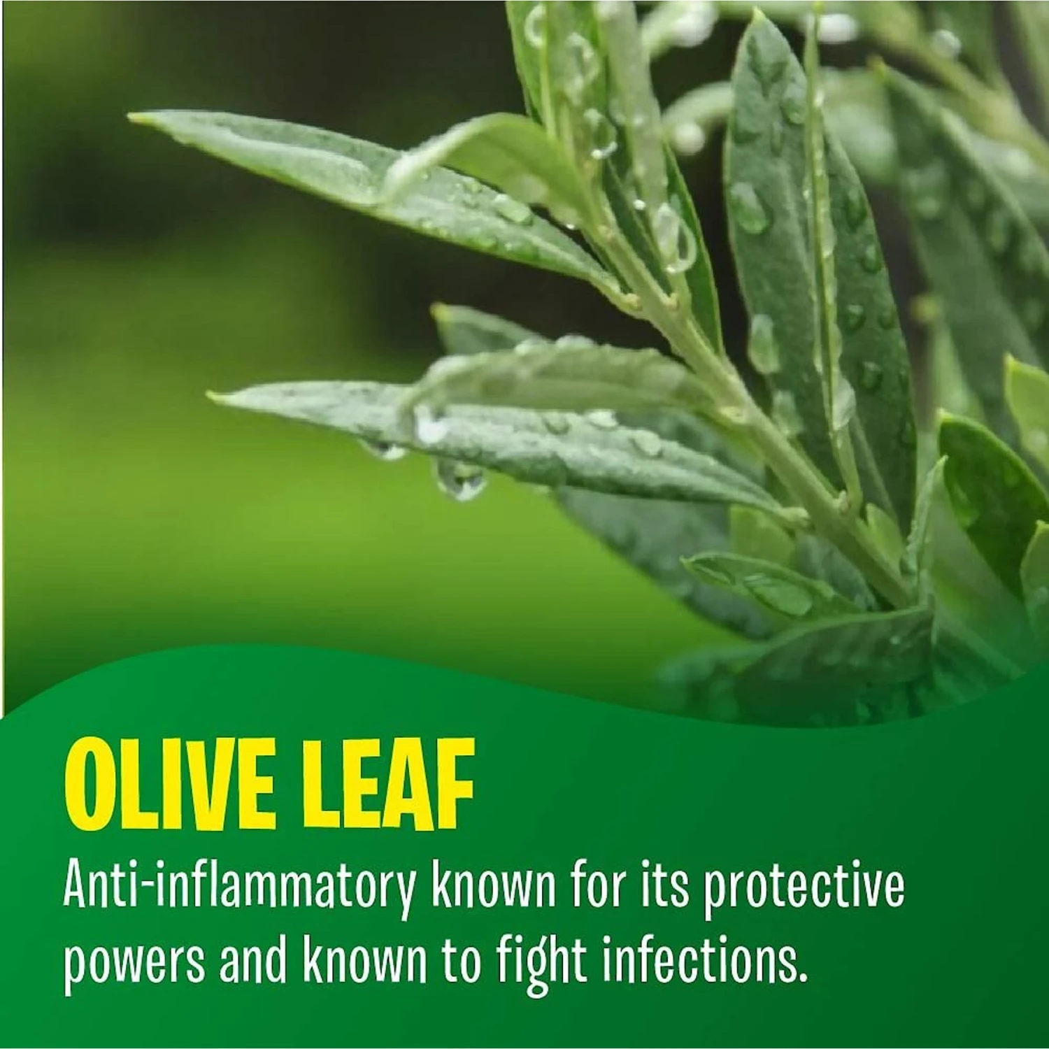 Fur Goodness Sake PawBiotic Dog & Cat Supplement, 2-oz Bottle 6 Fur Goodness Sake PawBiotic Dog & Cat Supplement, 2-oz Bottle - Image 6