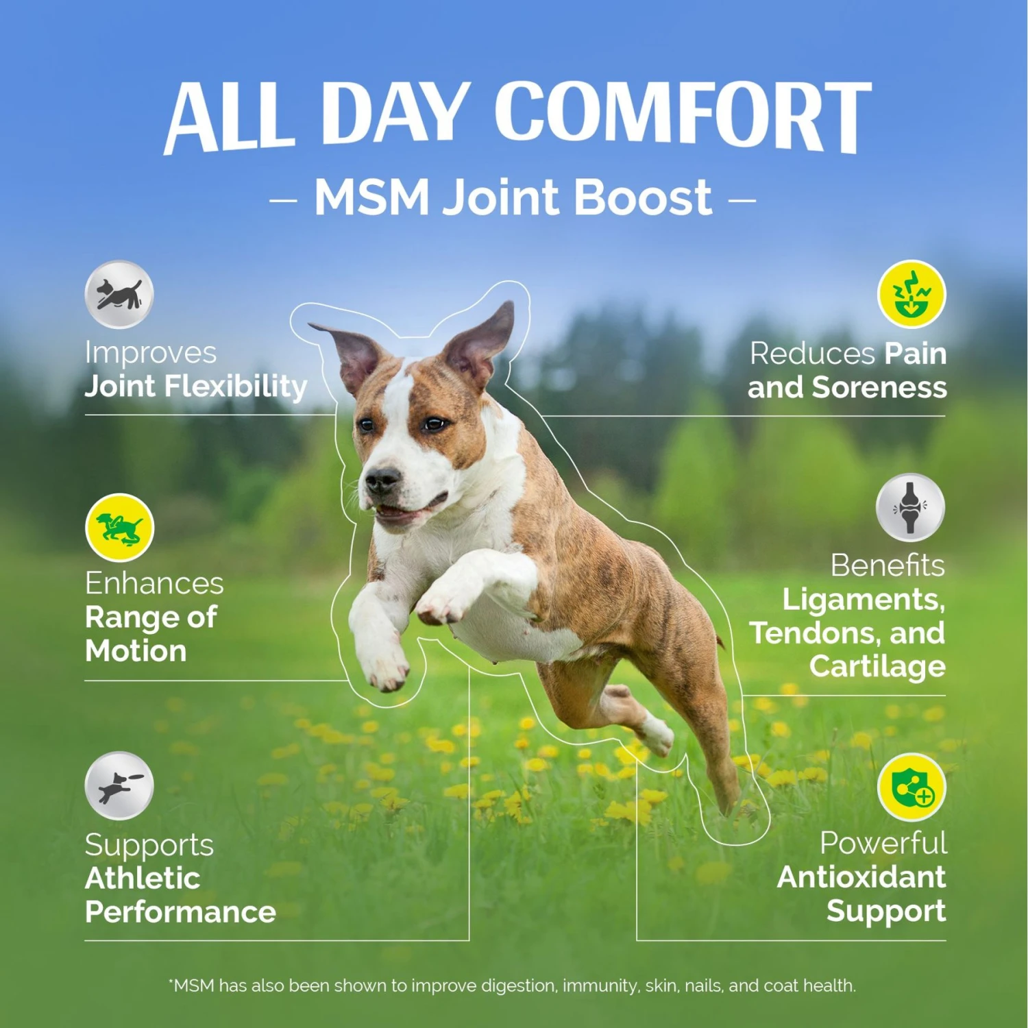 TopDog Health MSM Joint Boost Natural Chicken Flavor Powder Dog Supplement, 1-lb Jar 6 TopDog Health MSM Joint Boost Natural Chicken Flavor Powder Dog Supplement, 1-lb Jar - Image 6