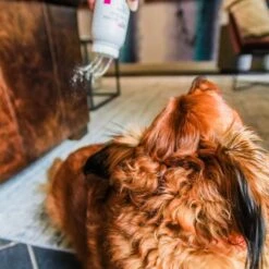 PL360 Sprinkle. Brush. Floof. Natural Vanilla Ginger Fragrance Dry Dog Shampoo, 6-oz Bottle 9 PL360 Sprinkle. Brush. Floof. Natural Vanilla Ginger Fragrance Dry Dog Shampoo, 6-oz Bottle -Pet Wellness 277817 PT4. AC SS1800 V1650008837