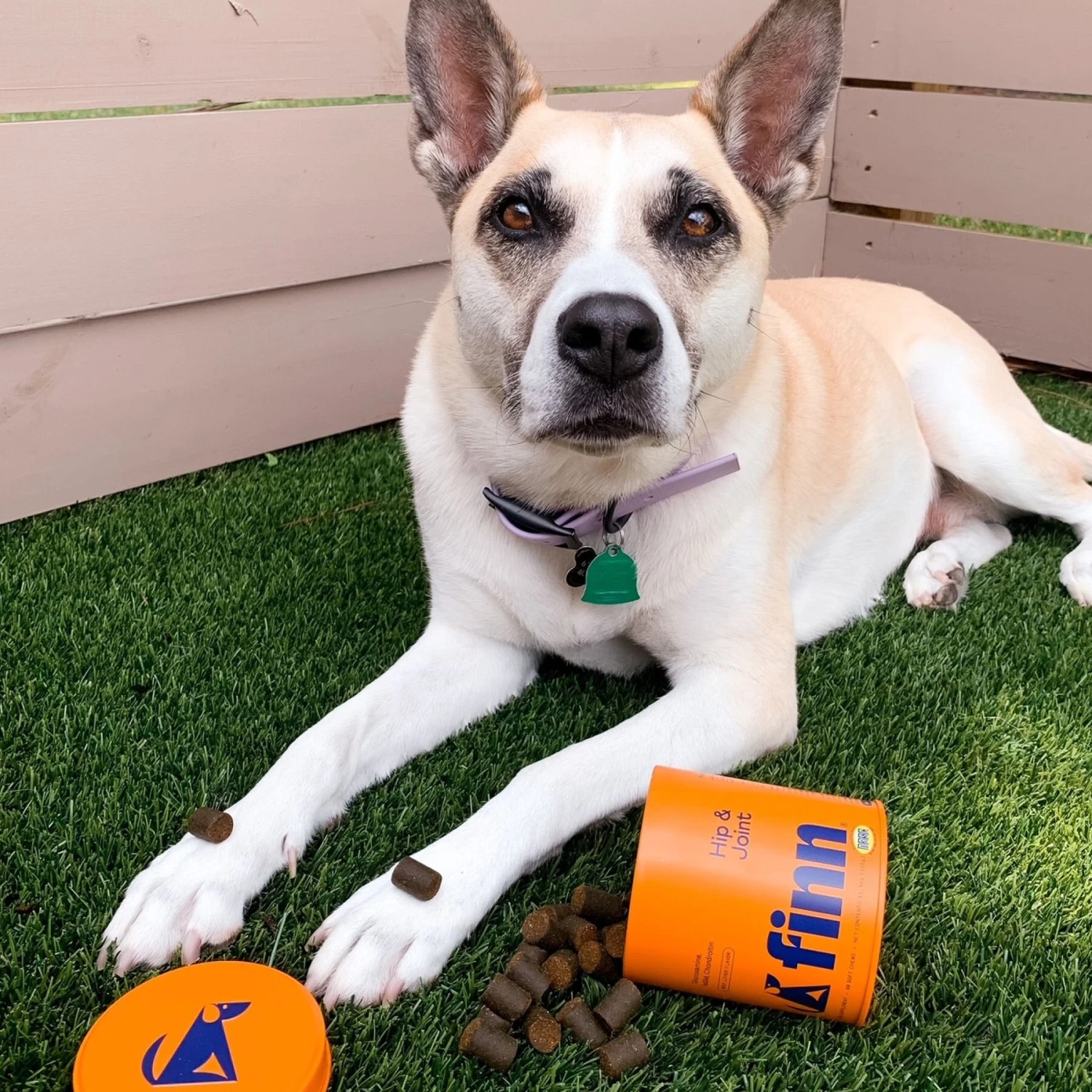 Finn Hip & Joint Dog Supplement, 90 Count 8 Finn Hip & Joint Dog Supplement, 90 Count - Image 8