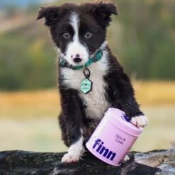 Finn Skin & Coat Wild Alaskan Salmon Oil Dog Supplement, 90 Count 16 Finn Skin & Coat Wild Alaskan Salmon Oil Dog Supplement, 90 Count -Pet Wellness 279856 PT7. AC SS1800 V1686852877