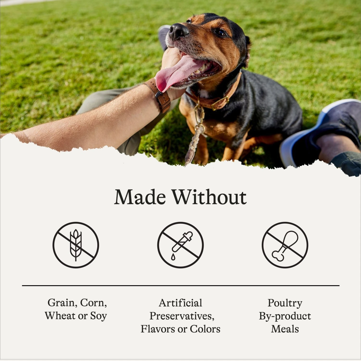 American Journey Beef Recipe Grain-Free Canned Dog Food 8 American Journey Beef Recipe Grain-Free Canned Dog Food - Image 8