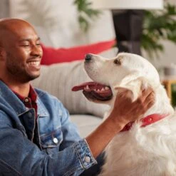 Purina Pro Plan Sport Performance All Life Stages High-Protein 30/20 Chicken & Rice Formula Dry Dog Food & Milk-Bone Original Large Biscuit Dog Treats -Pet Wellness 293694 PT4. AC SS1800 V1620243732