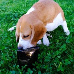 Lexelium Immune Acyive Dog & Cat Supplement, 7-oz Bag -Pet Wellness 296922 PT5. AC SS1800 V1621030660