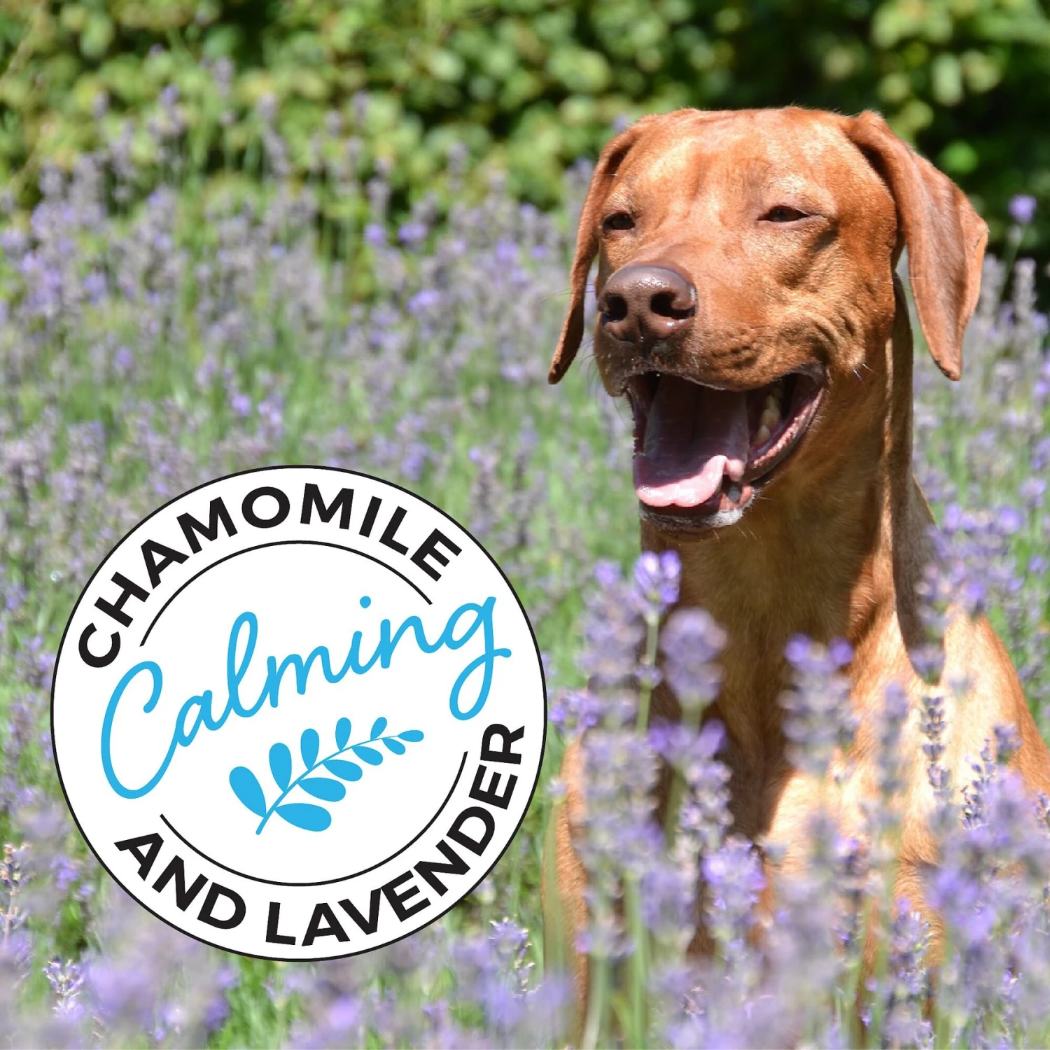 Shed Defender Silky Smooth Aloe & Shea Butter Dog & Cat Conditioner, 16-oz Bottle 5 Shed Defender Silky Smooth Aloe & Shea Butter Dog & Cat Conditioner, 16-oz Bottle - Image 5