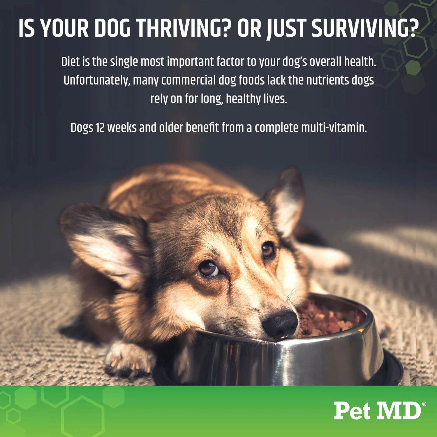 Pet MD 5-in-1 Multivitamin Chews Dog Supplement, 120 Count 5 Pet MD 5-in-1 Multivitamin Chews Dog Supplement, 120 Count - Image 5