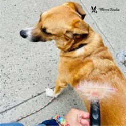 Warren London Long Hair Deshedding Dog Brush -Pet Wellness 316279 PT4. AC SS1800 V1665669288