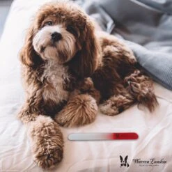 Warren London Glass Nail File -Pet Wellness 316281 PT3. AC SS1800 V1627348081