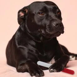 Warren London Glass Nail File -Pet Wellness 316281 PT5. AC SS1800 V1627352520