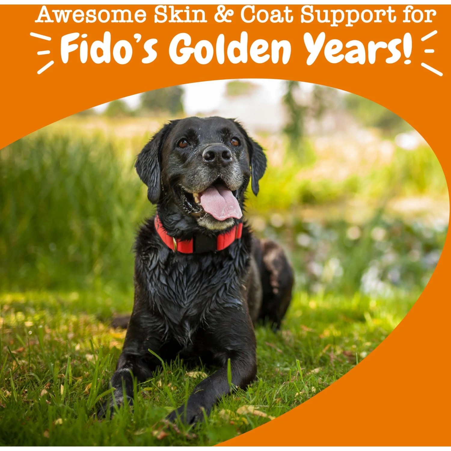 Zesty Paws Advanced Omega Bites Chicken Flavor Soft Chews Skin & Coat Supplement For Senior Dogs 4 Zesty Paws Advanced Omega Bites Chicken Flavor Soft Chews Skin & Coat Supplement For Senior Dogs - Image 4