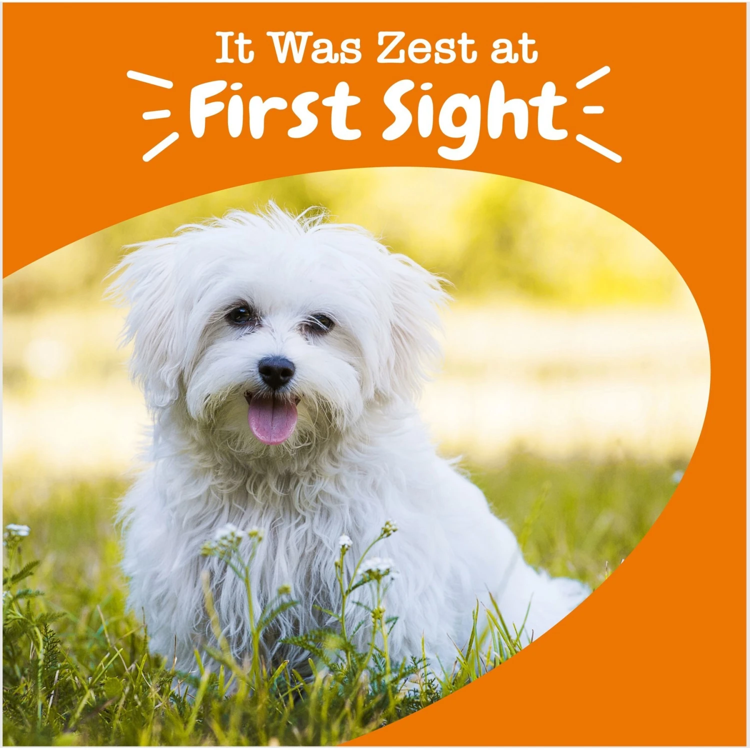 Zesty Paws Tear Stain Bites Chicken Flavored Soft Chews Supplement For Dogs 4 Zesty Paws Tear Stain Bites Chicken Flavored Soft Chews Supplement For Dogs - Image 4