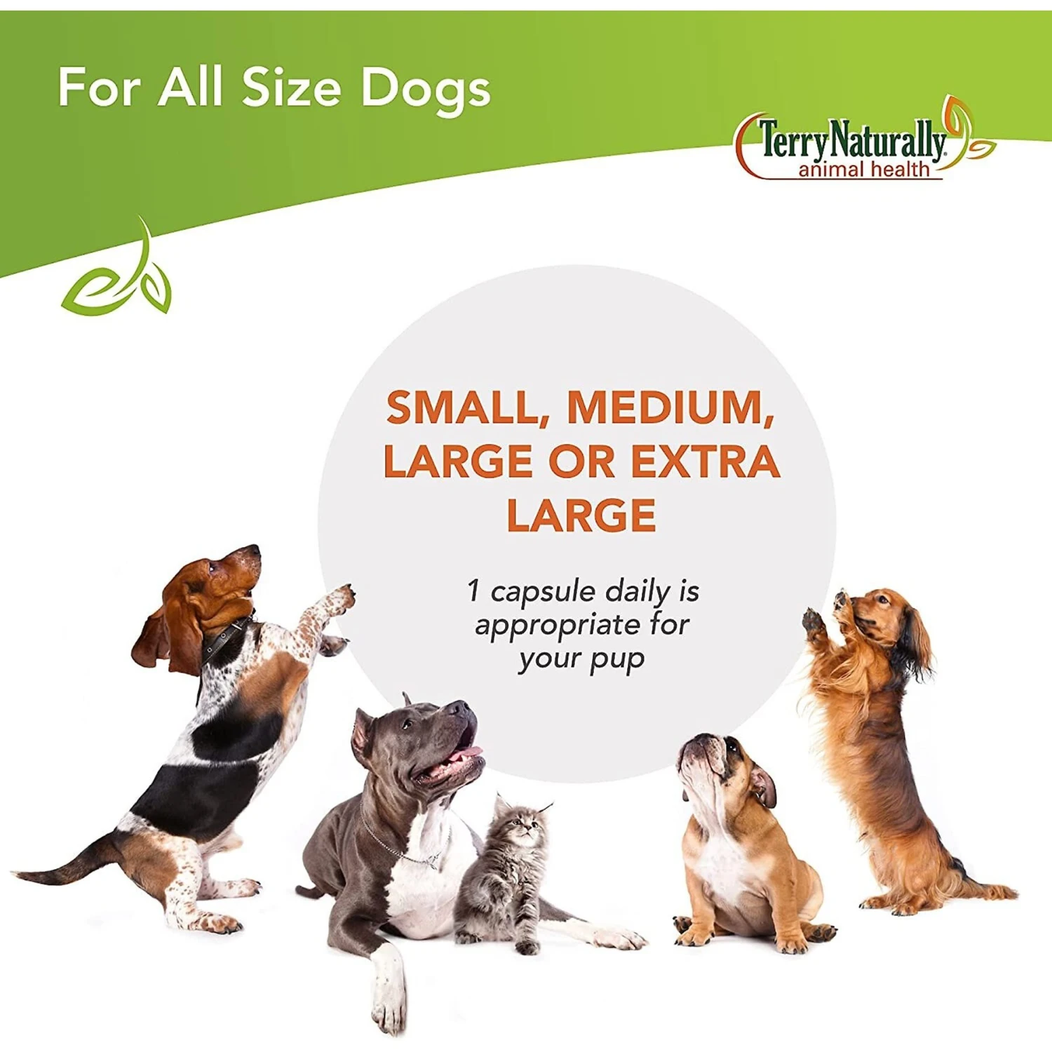 Terry Naturally Animal Health Bladder Control Dog Supplement 7 Terry Naturally Animal Health Bladder Control Dog Supplement - Image 7
