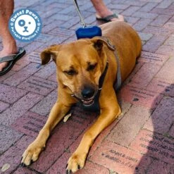 Sweet Paws Perfect Paws Portable Dog Towel -Pet Wellness 336433 PT5. AC SS1800 V1658227834