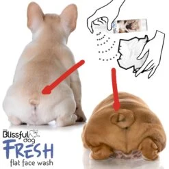 The Blissful Dog Fresh Flat Face Wash For Dogs -Pet Wellness 343994 PT5. AC SS1800 V1635523931