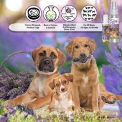The Blissful Dog Relax Dog Aromatherapy Spray, 2.76-oz 7 The Blissful Dog Relax Dog Aromatherapy Spray, 2.76-oz -Pet Wellness 343998 PT2. AC SS1800 V1635519762