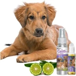 The Blissful Dog Relax Dog Aromatherapy Spray, 2.76-oz 9 The Blissful Dog Relax Dog Aromatherapy Spray, 2.76-oz -Pet Wellness 343998 PT4. AC SS1800 V1635522089