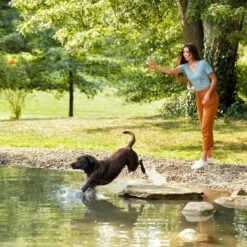 Nature's Recipe Grain-Free Salmon, Sweet Potato & Pumpkin Recipe Dry Dog Food -Pet Wellness 355834 PT5. AC SS1800 V1640648220