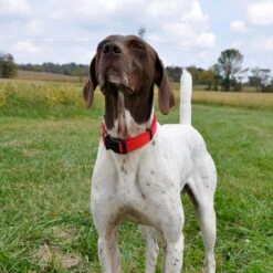 SecureAway Dog Flea Collar Protector -Pet Wellness 363894 PT3. AC SS1800 V1643224060