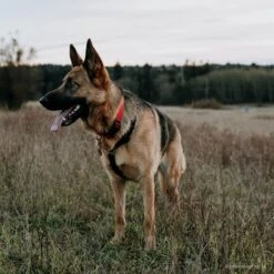 SecureAway Dog Flea Collar Protector -Pet Wellness 363894 PT5. AC SS1800 V1643254063