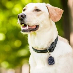 Pet Parade Dog Tick & Flea Repeller -Pet Wellness 367859 PT6. AC SS1800 V1645493571