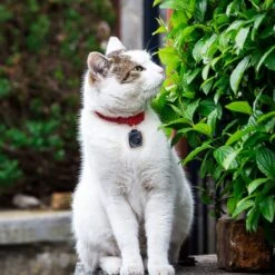 Pet Parade Dog Tick & Flea Repeller -Pet Wellness 367859 PT7. AC SS1800 V1645483327